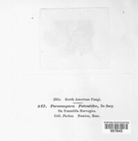 Peronospora potentillae image